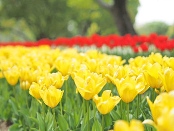 Close-up of yellow flowers on field