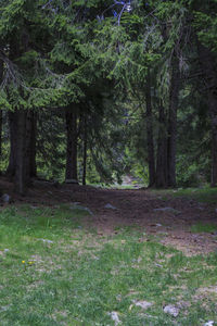 Trees in forest