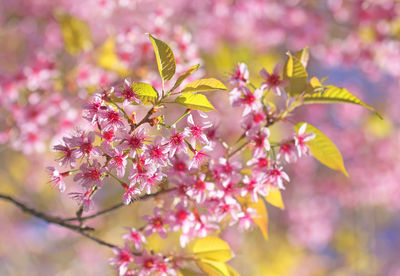 Close-up of pink cherry blossoms