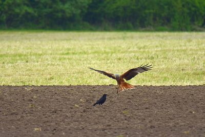 Red kite attacks a raven on field