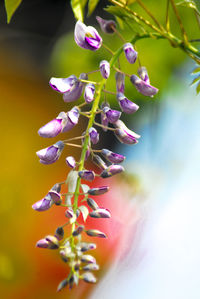 Close-up of pink flowering plant