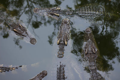 Reflection of trees in lake