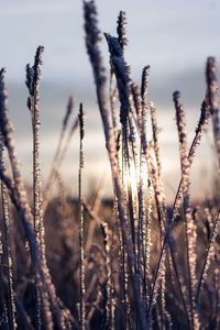 Close-up of plant against sky