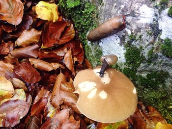 High angle view of mushrooms on autumn leaves