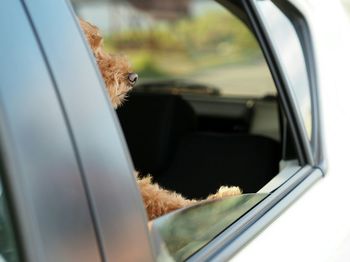 Side view of dog looking though car window