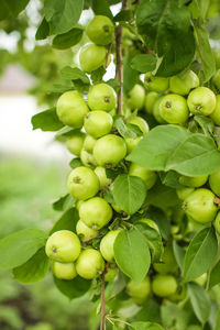 Close-up of berries growing on tree