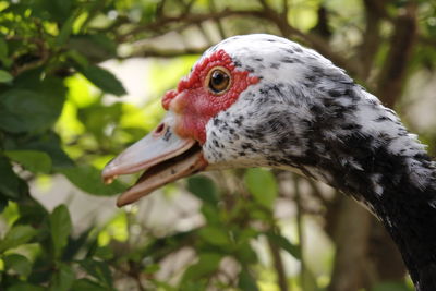 Close-up of a bird