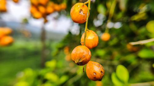 Close-up of orange fruits on tree