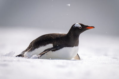 Gentoo penguin body surfs through sunlit snow