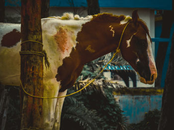 Close-up of horse drinking