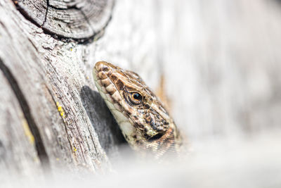 Close-up of lizard on tree trunk