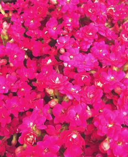 Full frame shot of pink flowers