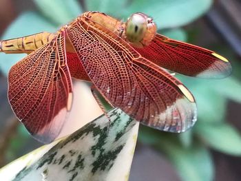 Close-up of insect on leaf