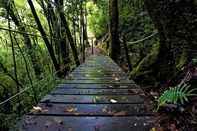 Footpath amidst trees in forest