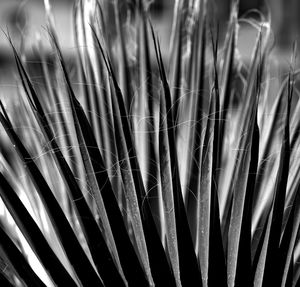 Full frame shot of plants