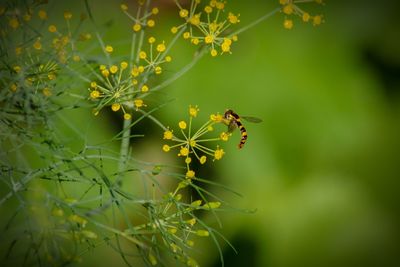 Close-up of bee pollinating on flower