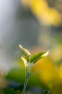 Close-up of flower buds