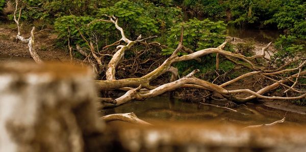 Close-up of tree in water