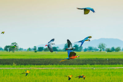 Birds flying in the sky