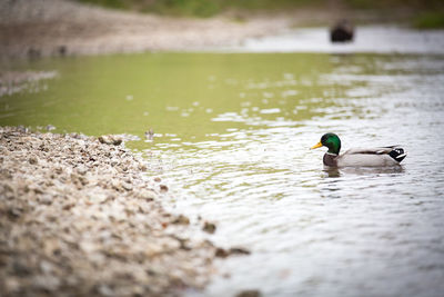 Duck swimming in lake