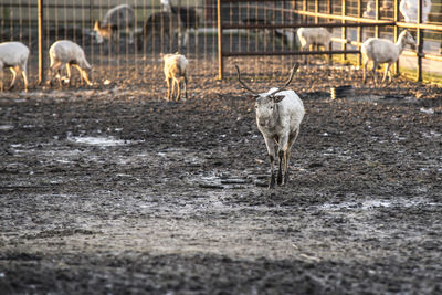 Sheep grazing on field