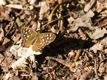 High angle view of butterfly on dry leaves