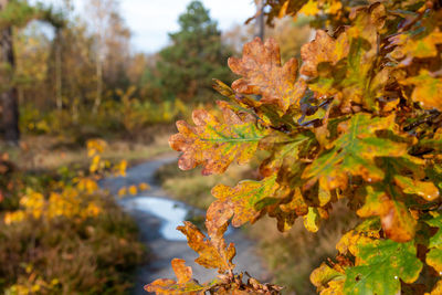 Stunning autumn landscape  colours with trees and leaves