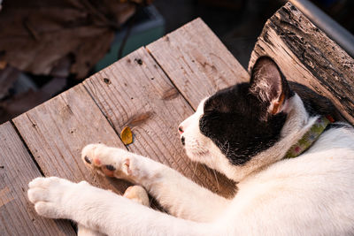 High angle view of a cat lying on wood