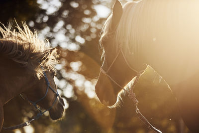 Portrait of two brown horses at golden summer light. friendly mare and stallion together in nature.