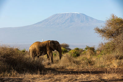 Elephants on field