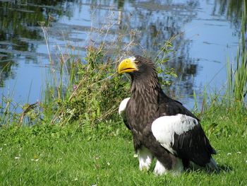 Eagle on grassy lakeshore