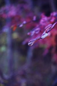 Close-up of water drops on plant