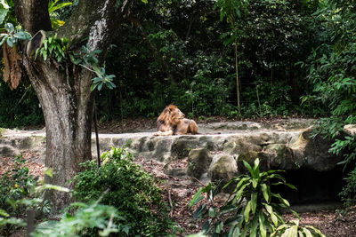 Cat sitting in a forest