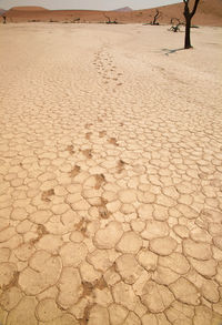 High angle view of footprints at sossusvlei in namib desert