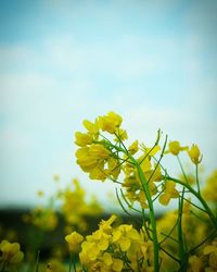 Close-up of yellow flowers blooming in field