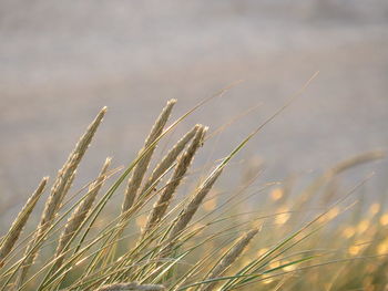 Close-up of wheat growing on field