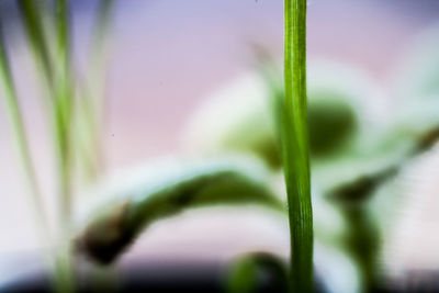 Close-up of plant