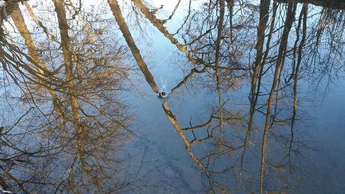 Low angle view of bare tree against sky