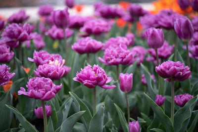 Close-up of pink flowering plants