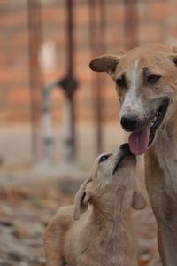Close-up of dog looking away