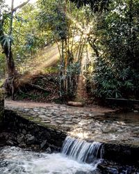 Scenic view of waterfall in forest