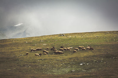 Flock of sheep grazing on field against sky