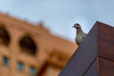 Low angle view of bird perching on building roof