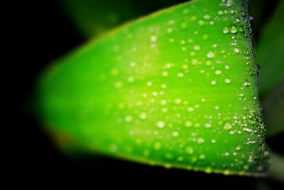 Close-up of green leaves