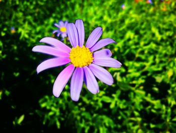 Close-up of osteospermum blooming outdoors