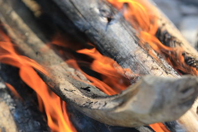 Close-up of fire on wood