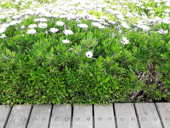 Plants growing outdoors