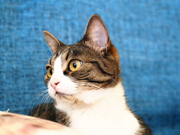 Close-up portrait of cat