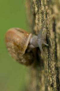 Close-up of snail on leaf