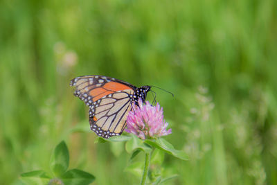 Monarch butterfly on a clover blossom.